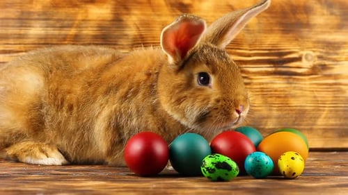 Ein kleiner flauschiger brauner Osterhase mit bemalten bunten Ostereiern sitzt auf einem braunen Hintergrund