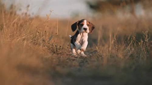 Beagle Puppy Runs Along Path in Golden Light