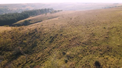 Colorful Autumn Forest Forests Drone Flight Over Beautiful Autumn Forests