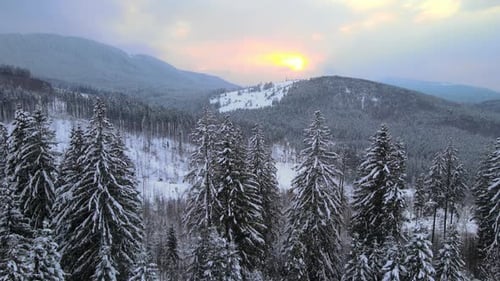 Amazing winter landscape with pine trees of snow covered forest in cold foggy mountains at sunrise.