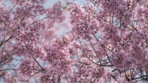 Cherry Blossom