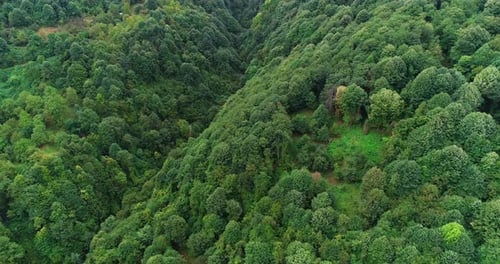 Dense forest covered with trees.
