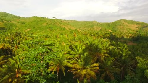 View of beautiful palm trees and mountains