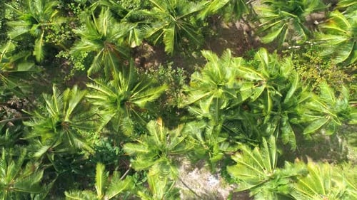 Aerial Shot of Green Palm Trees on Island. Nature Landscape During Summer Time