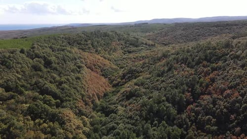 Aerial Drone Forest