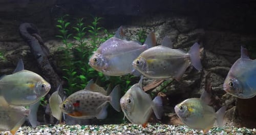 Spotted Silver Dollar, metynnis maculatus, Freshwater Aquarium Fishes, Slow Motion 4K