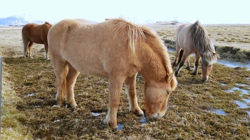 Horse Winter Mountains Animal Wild Snow Ice