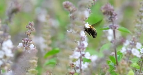 A Flying Bug collects nectar from white Field Flower