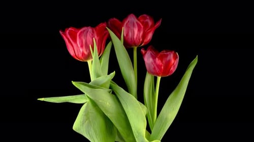 Blooming Red Tulips on Black Background Time Lapse