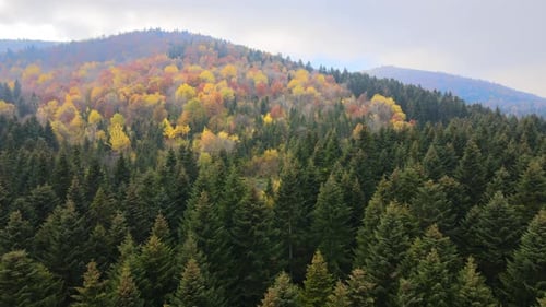 Aerial view of dense green pine forest with canopies of spruce trees and colorful lush