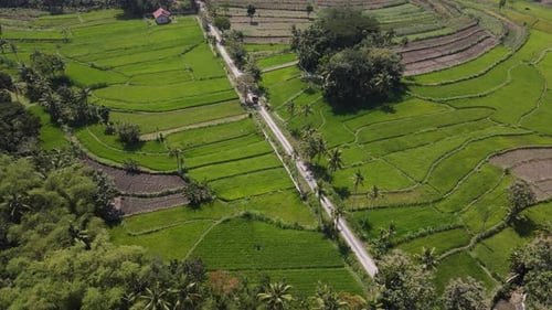 Aerial view of rice field village in Indonesia