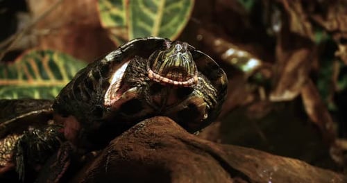 Turtle Resting Peacefully on a Rock