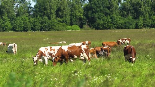 Cows Grazing Peacefully in Green Rural Pasture