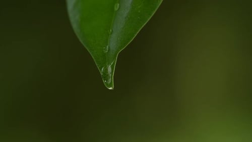 Water Drops Falling from Green Leaf Tip