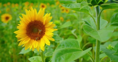 Bees Pollinating Sunflower in a Rural Field