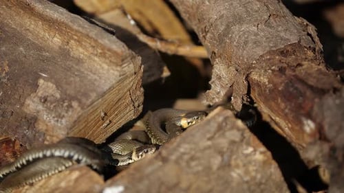 Snakes Nestled Amongst Wood Logs Outdoors