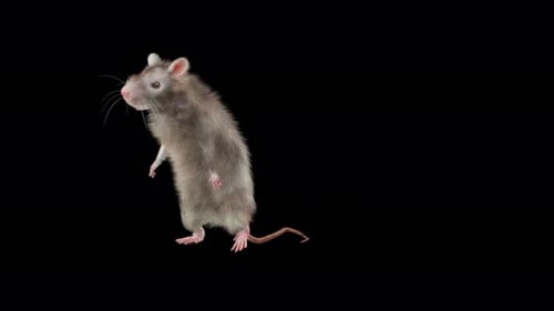 Realistic 3D Animated Rat Sniffing and Walking Loop