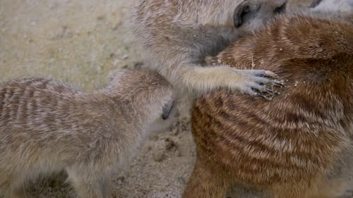 Nahaufnahme von süßen Suricata-Erdmännchen, die sich im Sommer im Sand entspannen