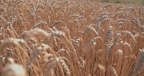 Wheat Field