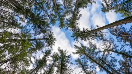 lapso de tempo das copas dos pinheiros contra o céu azul e nuvens brancas