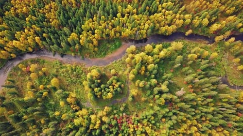 Colorful Mixed Forest with Red, Yellow, and Green Foliage in Autumn. Aerial Top View of Deciduous