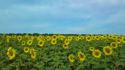 Fly Over Sunflower Field