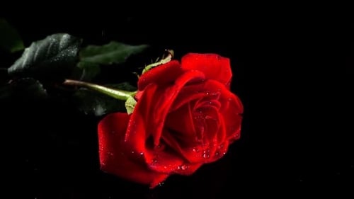 Falling Rose