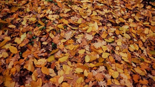 Autumn Nature in the Forest. Camera Moving Forward Through Falling Orange Leaves on Ground. Gimbal