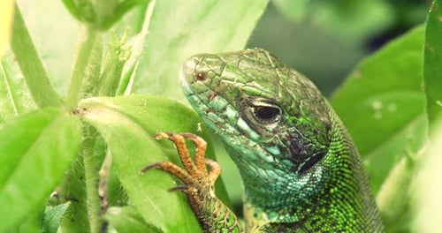 Macro Shot of the Green Lizard in Sunny Day on a Green Leaves Background.
