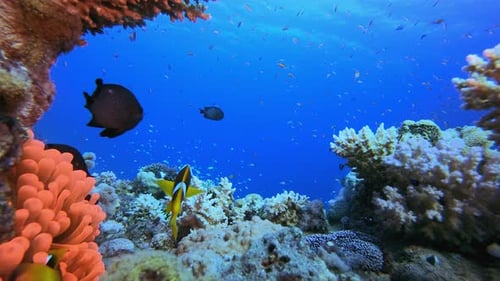 Underwater Reef Clownfish