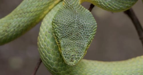 Dorsal View Of The Head Of Bamboo Pit Viper - Trimeresurus Gramineus - close up