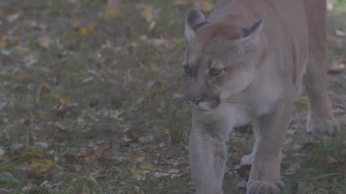Beautiful Puma in Autumn Forest