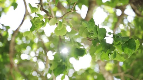 Feuillage surligné d'un soleil éclatant un matin d'été