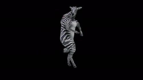 3D Animated Zebra Character Dancing on Hind Legs