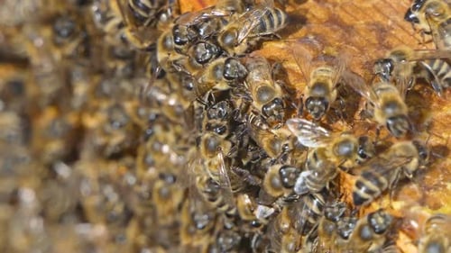 Bienen wandern zwischen Holzrahmen in einem Bienenstock