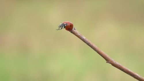 Ladybug Sitting on Twig in Close Up