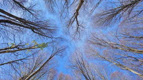 Tree Branches Against Blue Sky in a Forest