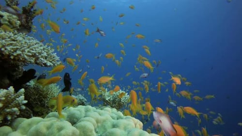 Colorful Fish Swim Near Coral Reef Undersea