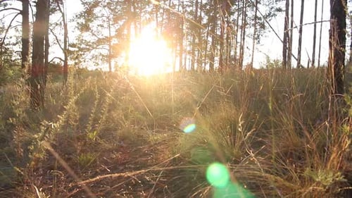 Evening Forest At Sunset