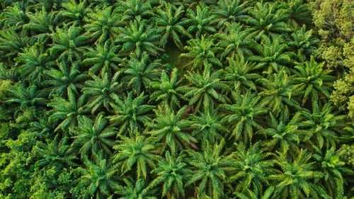 Thickets of Palm Trees Aerial Top View Flying Over Tropical Plantation