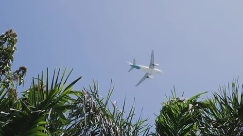 An Airplane Traveling Between Palm Trees Into Vacation During a Holiday
