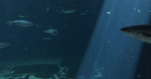 Fishes Swimming in Aquarium with Bright Light Coming From the Surface