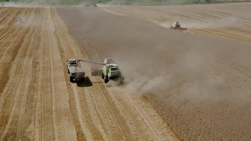 Aerial Drone Top View Harvesting Machine Cutting Down Ripe Wheat Crop Ready To Be Transported and