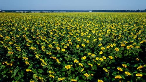 Aerial View of the Sunflowers Field