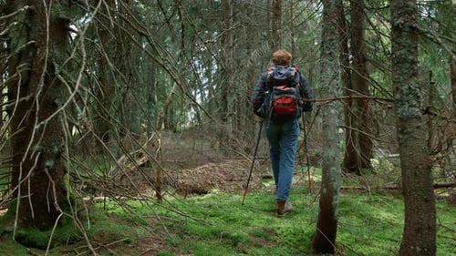 Male Hiker Walking Between Trees in Forest