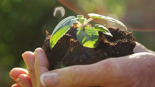 Close-up of woman holding young plant
