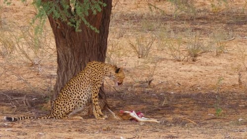 Adult Southeast African Cheetah begins feasting on a fresh kill. Telephoto shot.