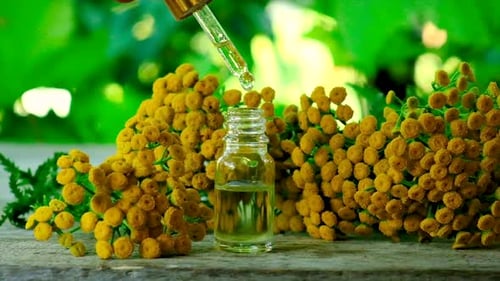 Tansy Essence Extract Dripping into Bottle