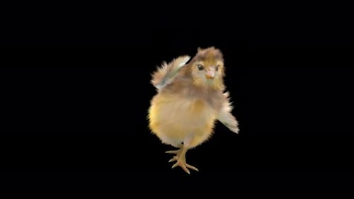 Cute Dancing Chick 3D Animation