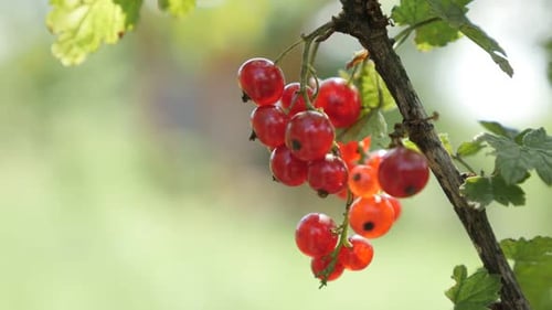 Petit arbuste à feuilles caduques, baies rouges savoureuses, peu profondes, DOF 4K 2160p, 30 images par seconde, vidéo UltraHD - Heal